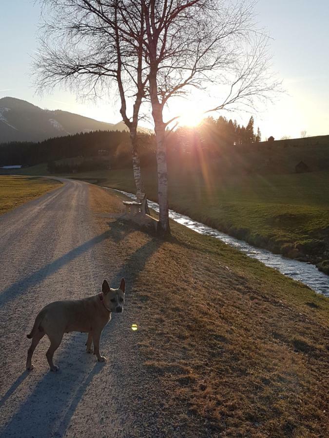Nina'S Appartement Bad Mitterndorf Dış mekan fotoğraf